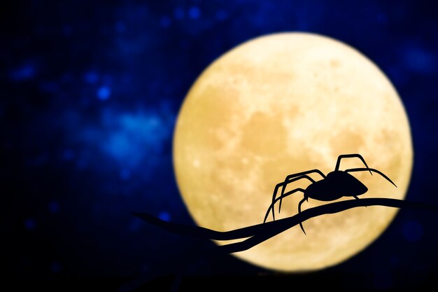 Spider silhouette over a full moon