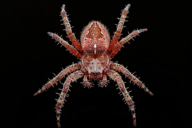 Free Photo spider in studio environment