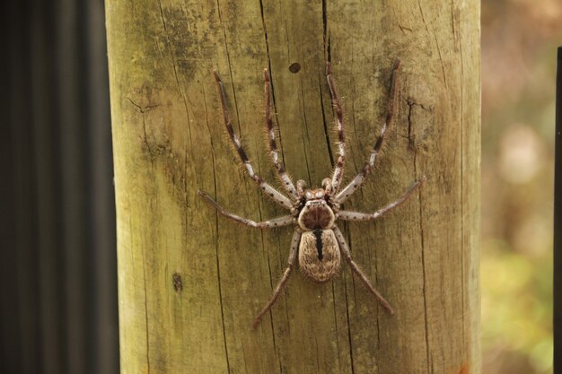 spider on tree