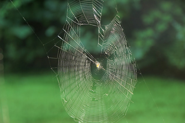 Spider web in the nature