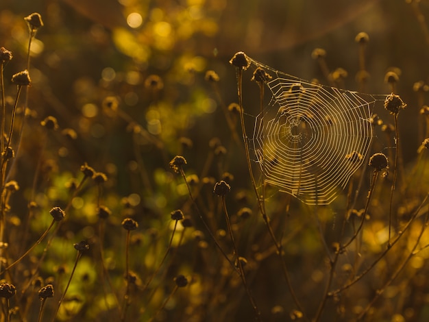 Free Photo spider web on the plants with blurred background