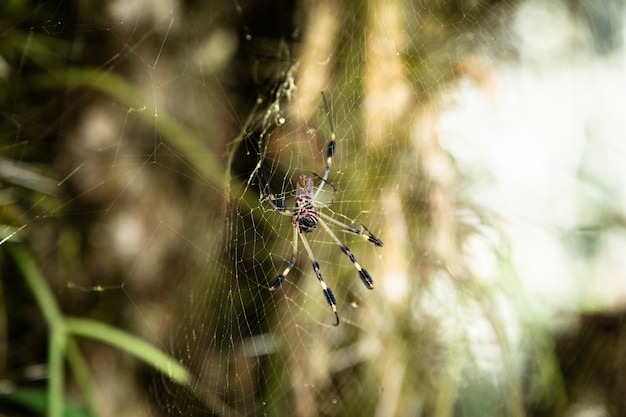 Spider on web with blurred background