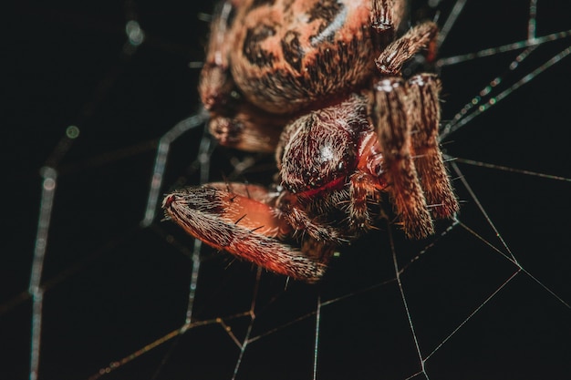 Free photo spider in a web