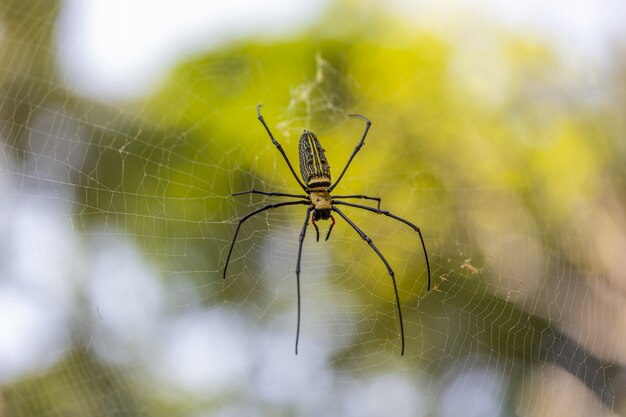 Spider with long legs on web