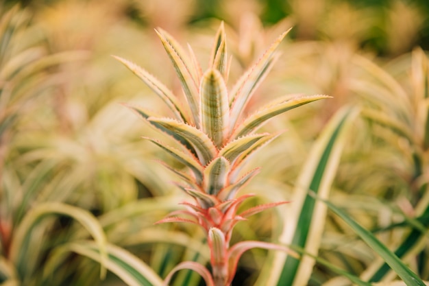 Spike leaves with selective focus in the garden