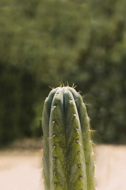 Spiked thorn over the saguaro cactus plant