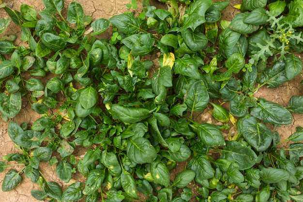 Free photo spinach leaves