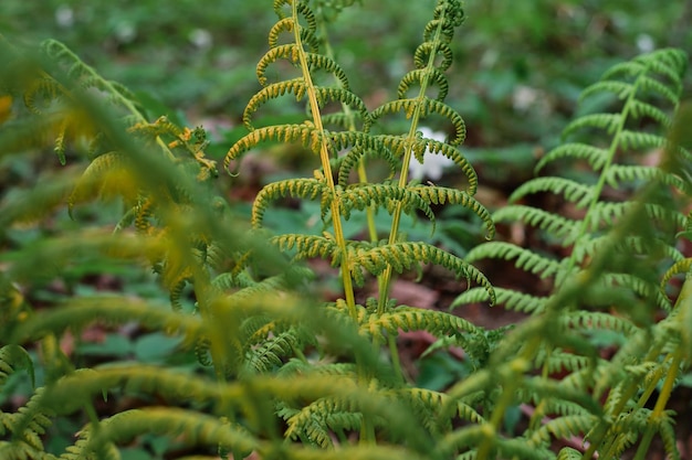 Free Photo spiral fern under a warm spring sunny sunset light in a forest clearing in scandinavia rolling young shoots in shades of bright green selective soft focus