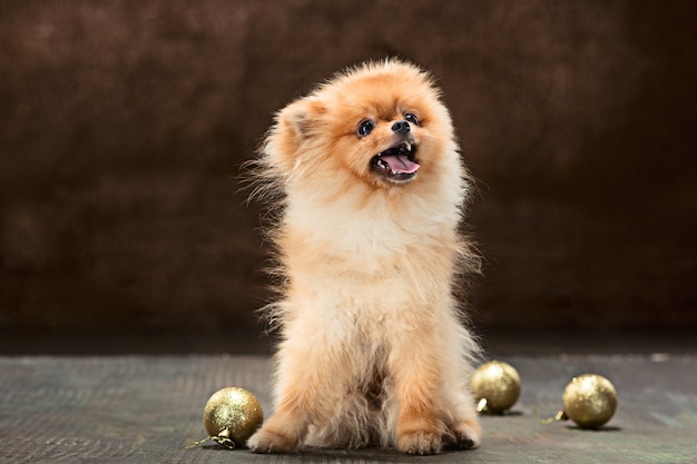 Free Photo spitz dog posing with christmas balls