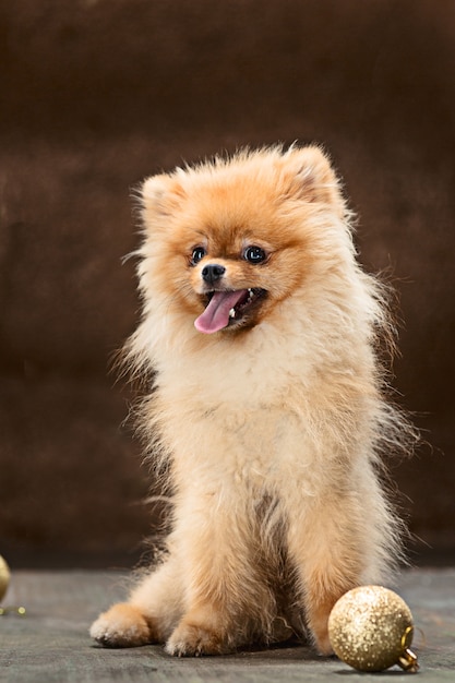 Free photo spitz-dog posing