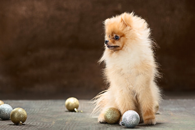 Free Photo spitz-dog in studio on a neutral background