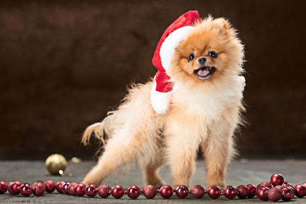 Free photo spitz dog with santa hat