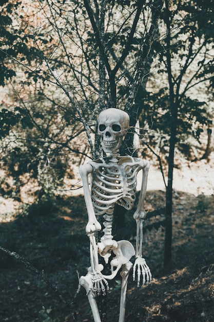 Free Photo spooky skeleton in sunny forest