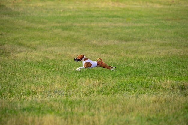 Free photo sportive dog performing during the lure coursing in competition.