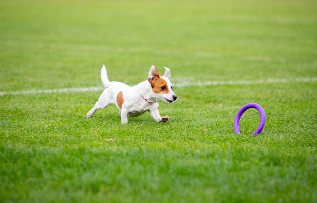 Free photo sportive dog performing during the lure coursing in competition