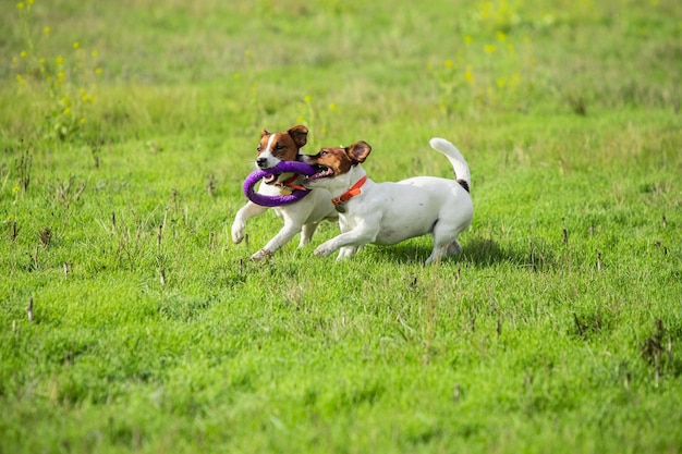 Sportive dog performing during the lure coursing in competition.