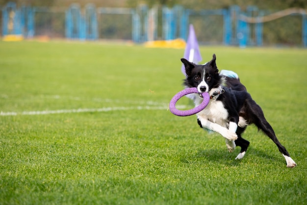 Free Photo sportive dog performing during the lure coursing in competition