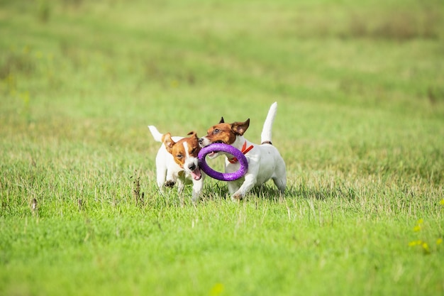 Sportive dog performing during the lure coursing in competition