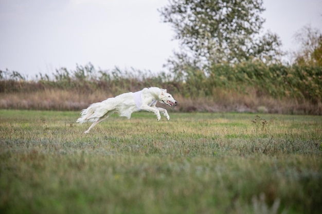 Free Photo sportive dog performing during the lure coursing in competition