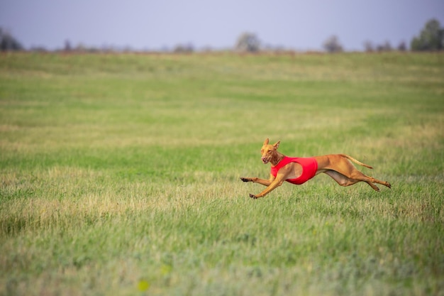 Free Photo sportive dog performing during the lure coursing in competition