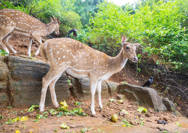 Spotted deer