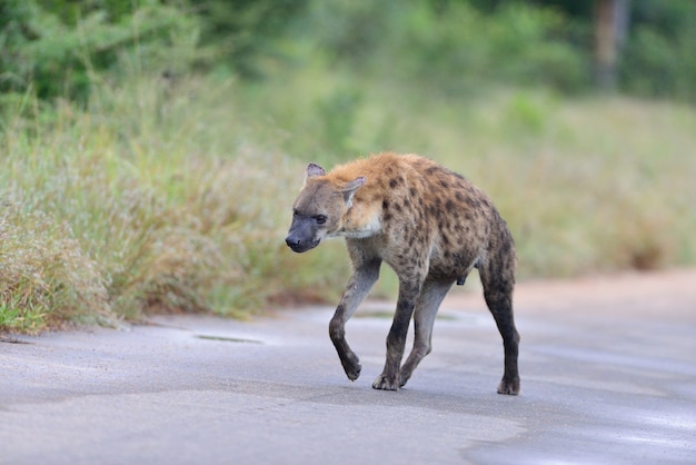 Spotted hyena on a road surrounded by grass