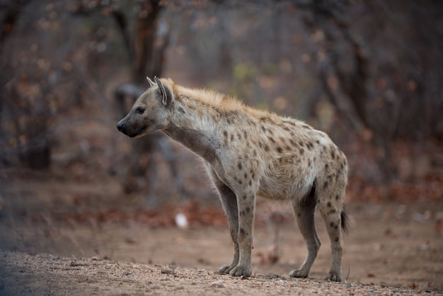 Free photo spotted hyena standing on the ground ready to hunt a prey