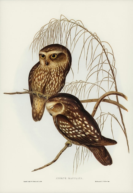 Free Photo spotted owl (athene maculate) illustrated by elizabeth gould 