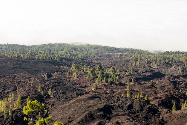 Free Photo spread trees on volcanic relief