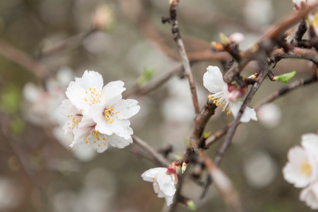 Spring background with fantastic white blossoms