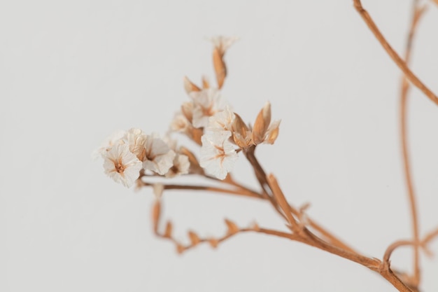 Free Photo spring backgrounf with dried white statice flower macro shot