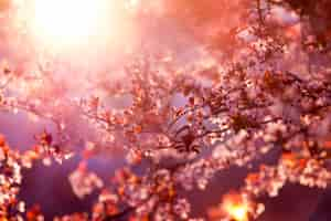 Free photo spring blossom of purple sakura against blue sky beautiful nature scene with blooming tree and sun flare cherry sakura apricot almond blossom trees with pink spring flowers