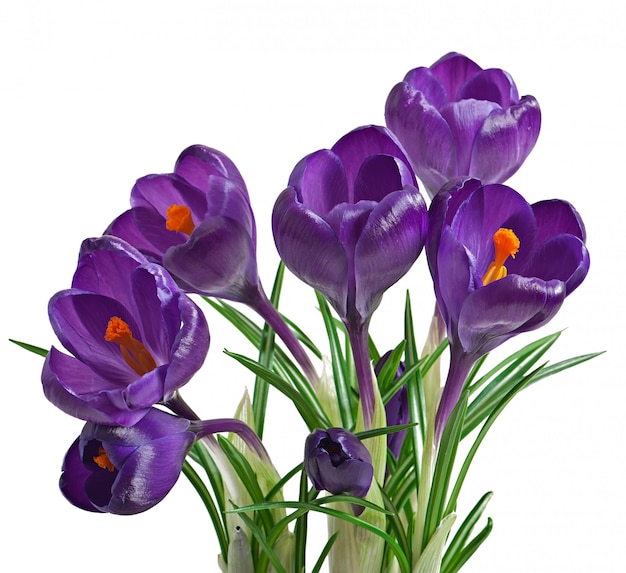 Free photo spring bouquet of purple crocuses isolated