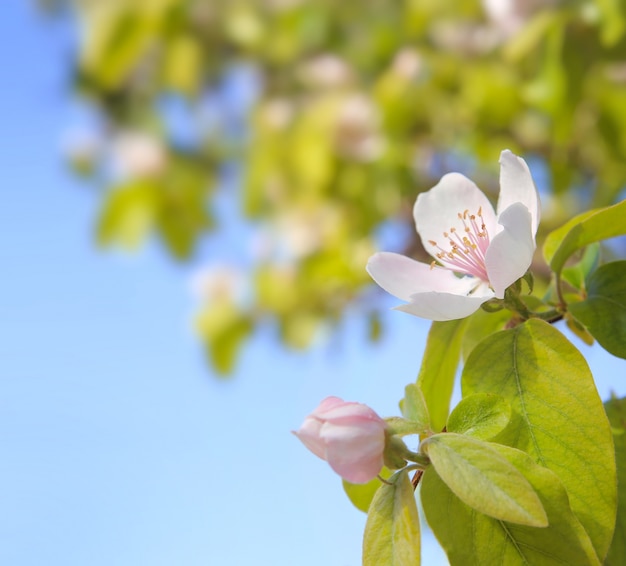 Free photo spring cherry flowers