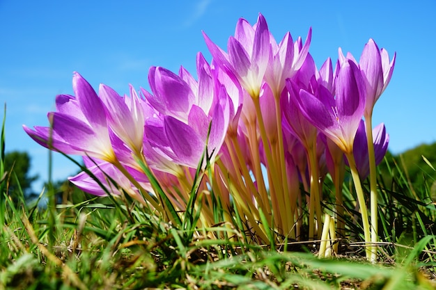 Free photo spring crocus flowers on a sunny day