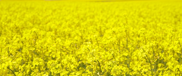 Spring field of fresh rape.