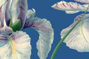 Free photo spring floral background with spanish iris illustration, remixed from public domain artworks