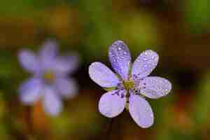 Free photo spring flower. beautiful blooming first small flowers in the forest. hepatica. (hepatica nobilis)