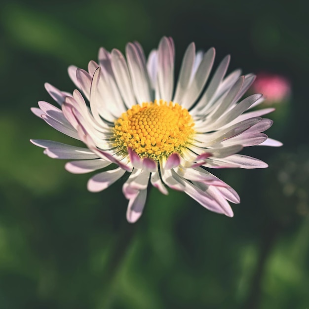 Spring flower  daisy Macro shot of spring nature up close