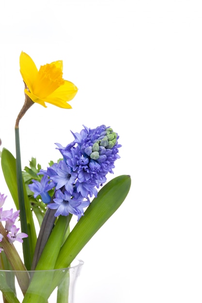 Free photo spring flowers - hyacinth and narcissus on white