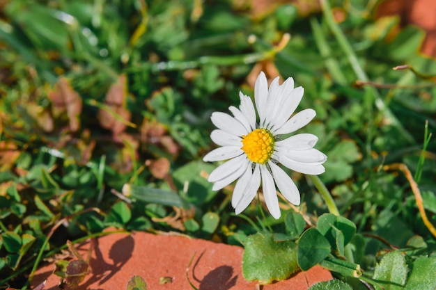 Free photo spring flowers in the mountains hello spring the beginning of the hiking and travel season background with natural mountain flower women's day screensaver