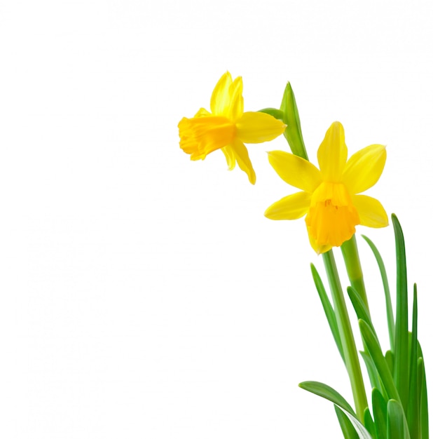 Free photo spring flowers narcissus isolated on white