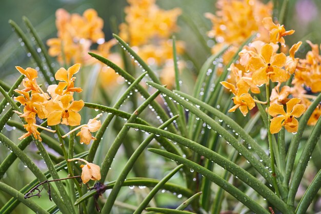 spring macro outdoors closeup plant