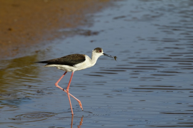 Spring migrant Black-winged stilt, Himantopus himantopus