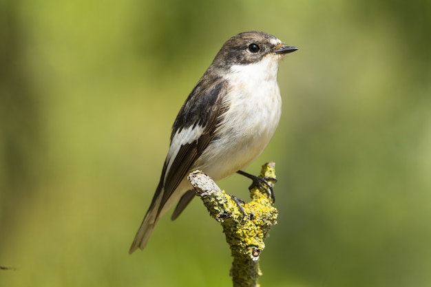 Spring migrant European pied flycatcher