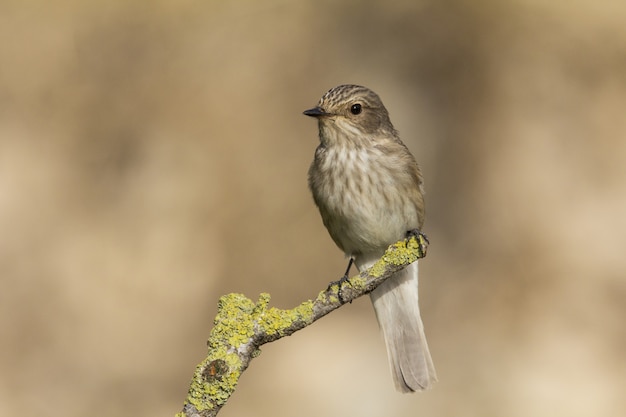 Free Photo spring migrant spotted flycatcher muscicapa striata