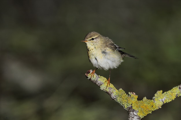 Free Photo spring migrant willow warbler phylloscopus trochilus, malta, mediterranean