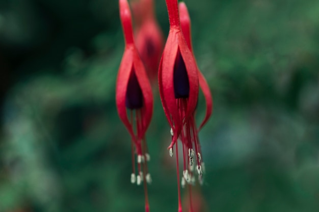 Free photo spring red flower blooming in park