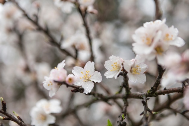 Spring scene of twig in bloom with water drops