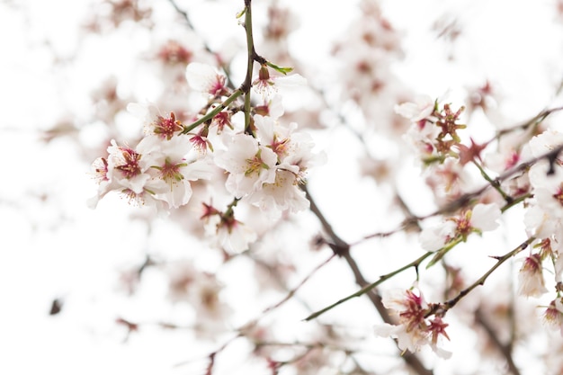 Spring scene with beautiful almond blossoms